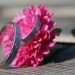 bague fleurs rose